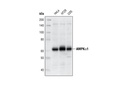 AMPKα1 Antibody