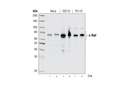 c-Raf Antibody