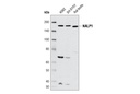 NALP1 Antibody