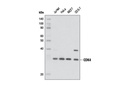 CDK Antibody Sampler Kit