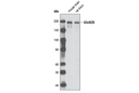 NMDA Receptor 2B (GluN2B) Antibody