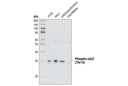 Phospho-cdc2 (Thr14) Antibody