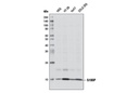 S100P Antibody