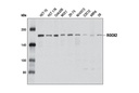 ROCK2 Antibody