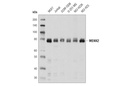 MEKK2 Antibody