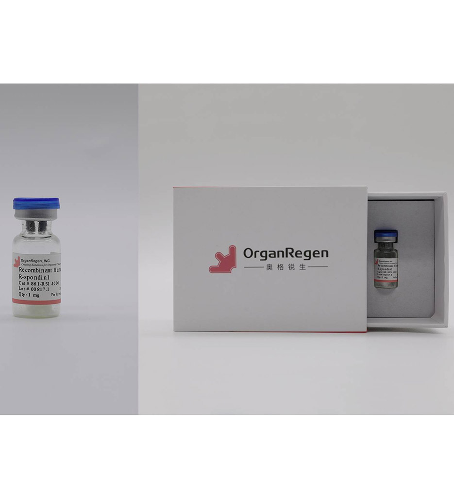 Recombinant Human R-spondin1