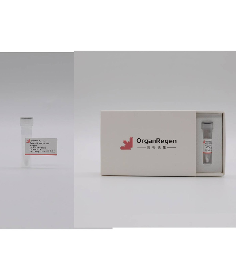 Recombinant Human Noggin