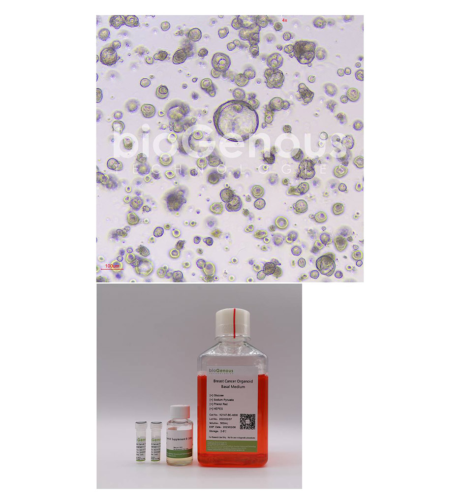 Breast Cancer Organoid Kit乳腺癌