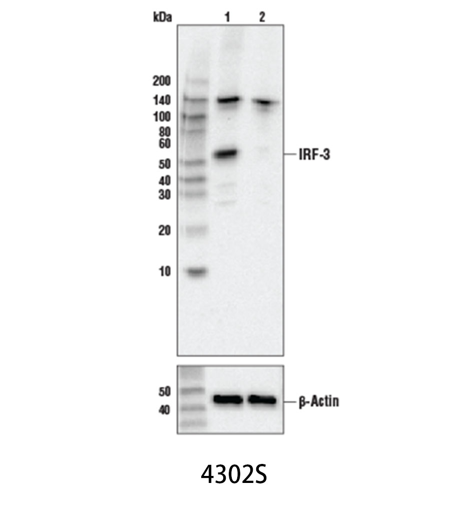 IRF-3 (D83B9) Rabbit mAb