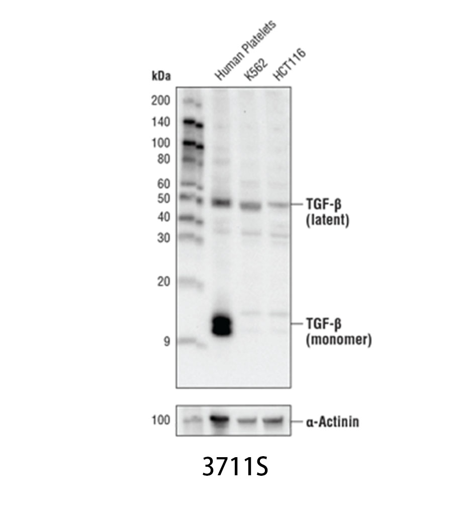 TGF-β Antibody