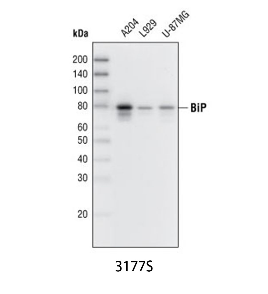 BiP (C50B12) Rabbit mAb