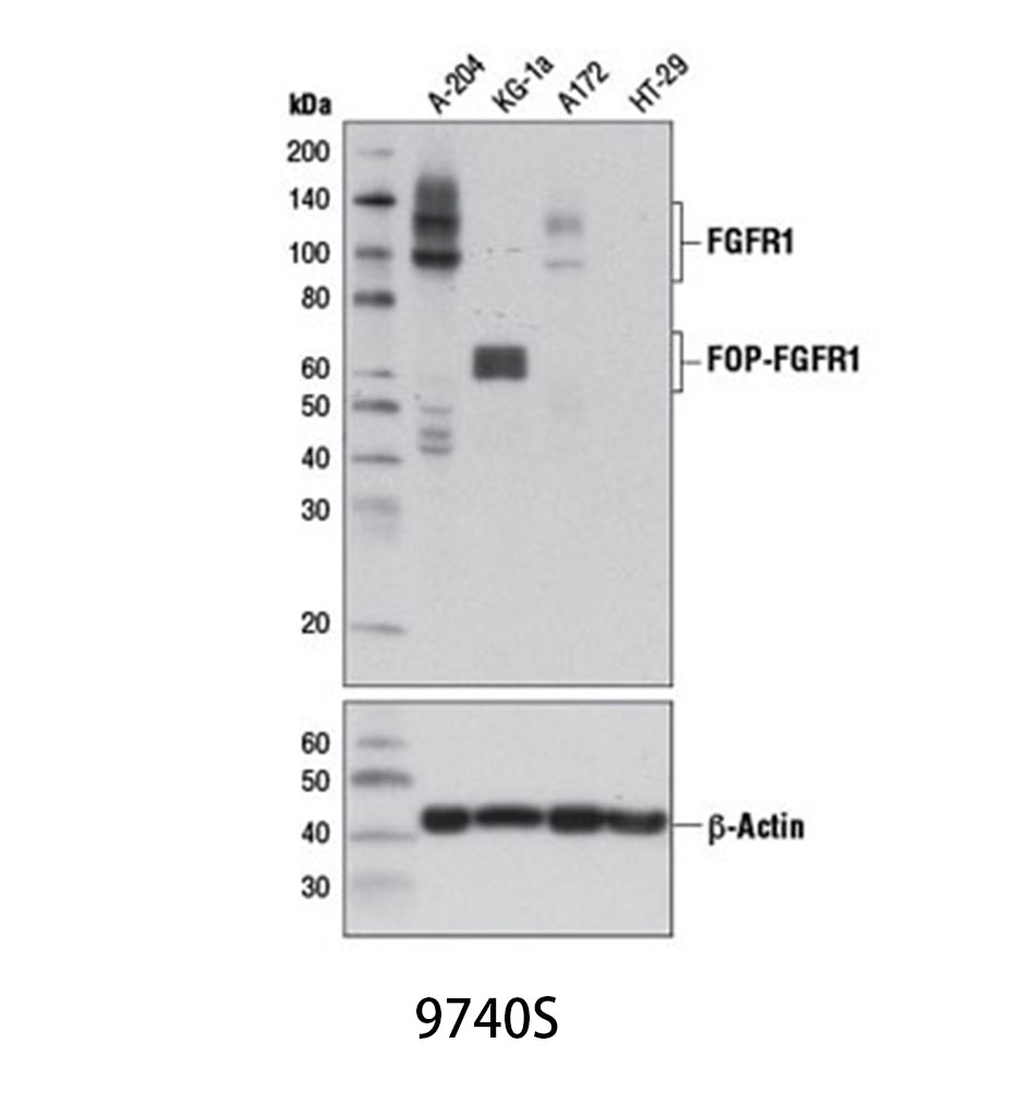 FGF Receptor 1 (D8E4) XPRabbit mAb
