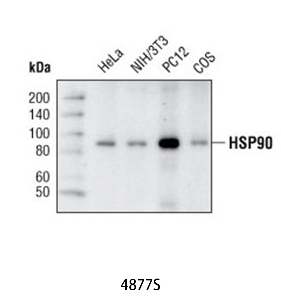 HSP90 (C45G5) Rabbit mAb
