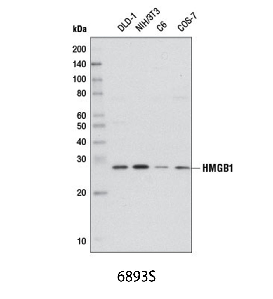HMGB1 (D3E5) Rabbit mAb