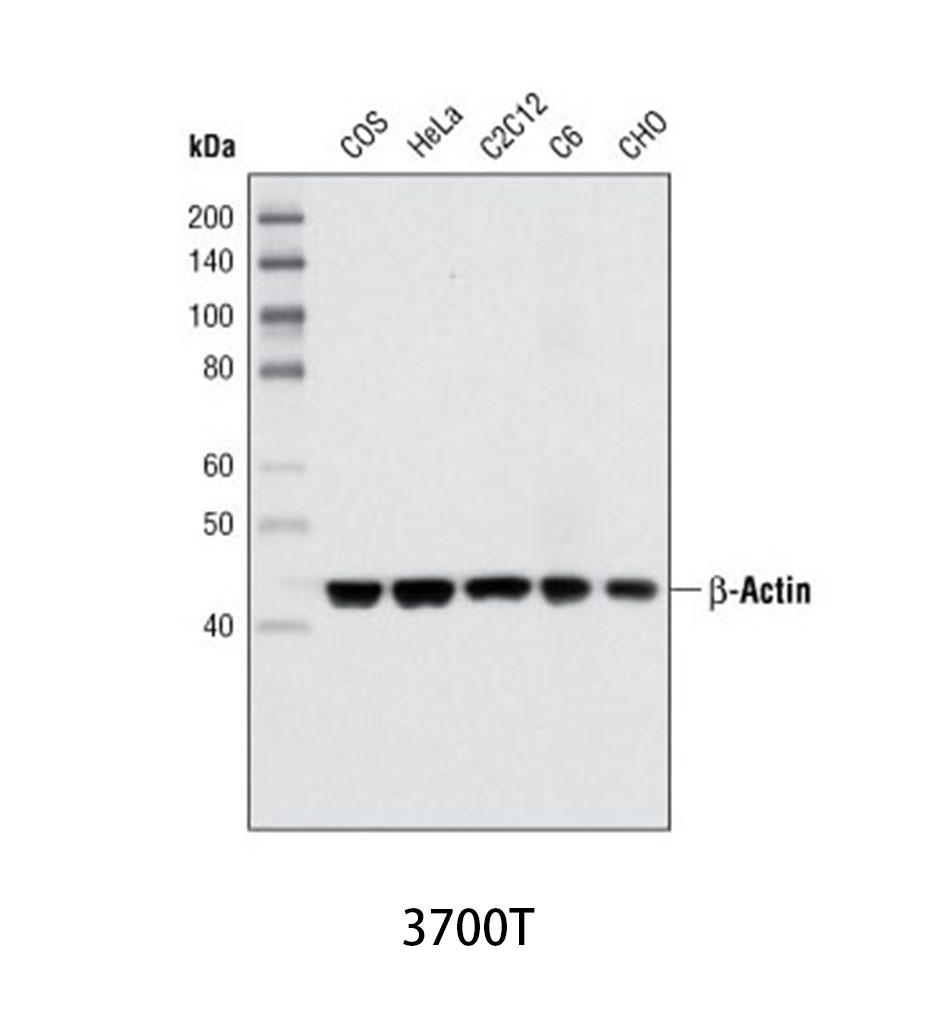β-Actin (8H10D10) Mouse mAb