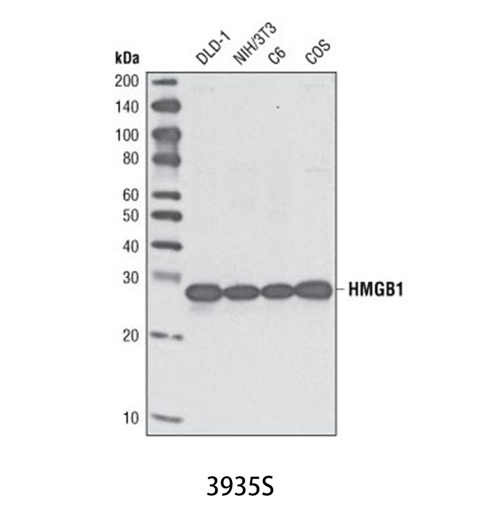HMGB1 Antibody