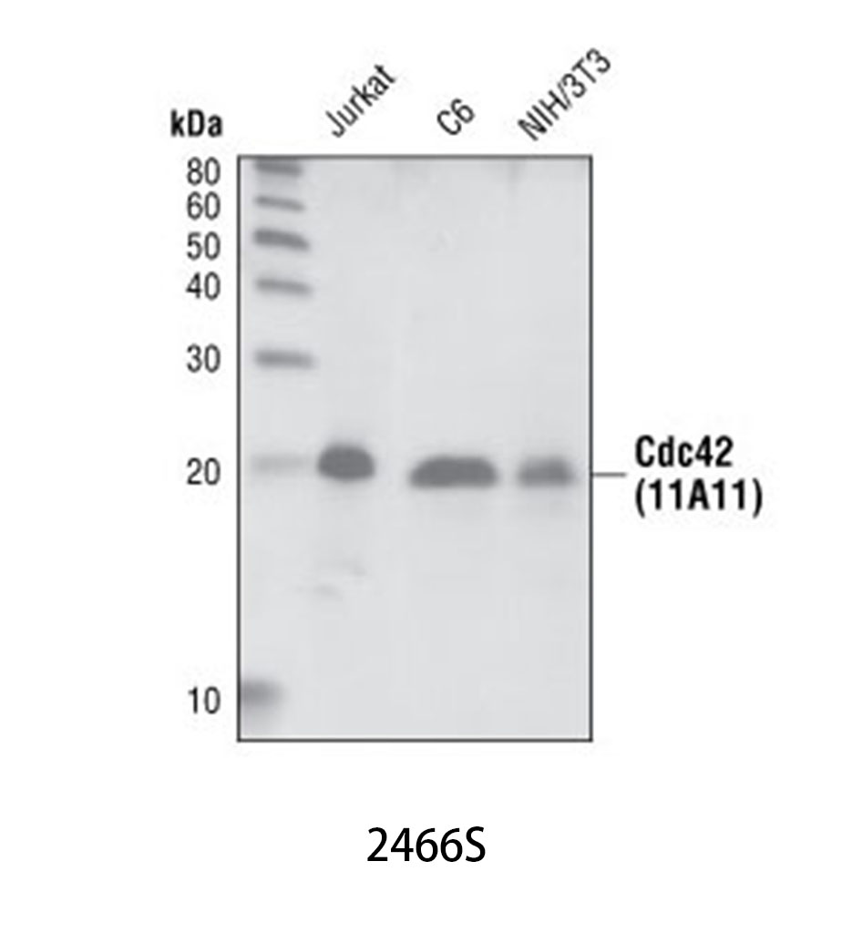 Cdc42 (11A11) Rabbit mAb