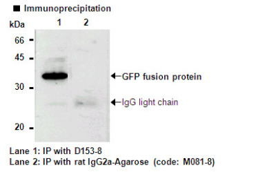 Anti-GFP (Green Fluorescent Protein) mAb-Agarose