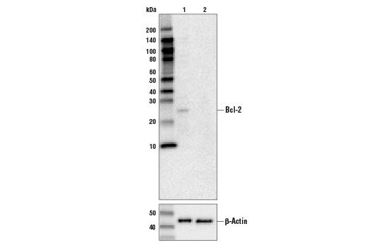 Bcl-2 (D55G8) Rabbit mAb (Human Specific)