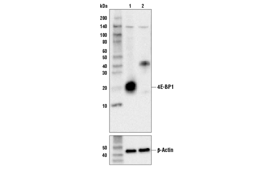 4E-BP1 Antibody