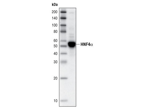 HNF4α (C11F12) Rabbit mAb