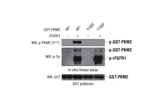 Phospho-PKM2 (Tyr105) Antibody