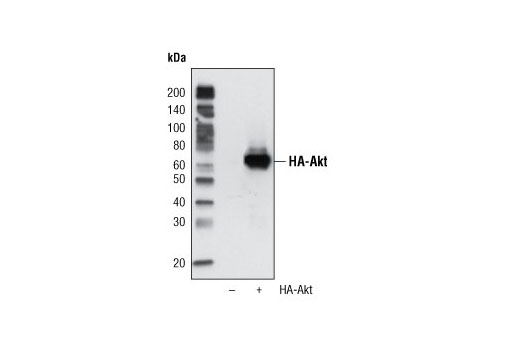 HA-Tag (6E2) Mouse mAb (HRP Conjugate)
