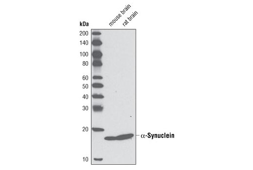 α-Synuclein (D37A6) XP Rabbit mAb