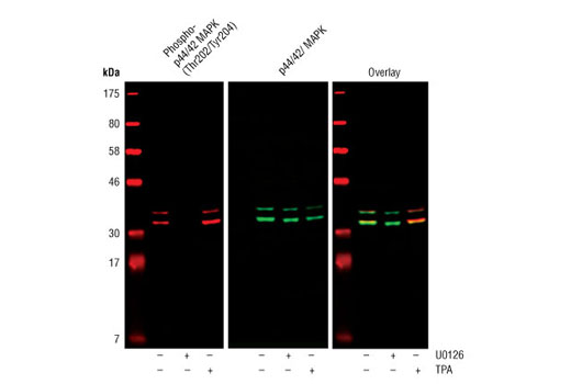 p44/42 MAPK (Erk1/2) (3A7) Mouse mAb