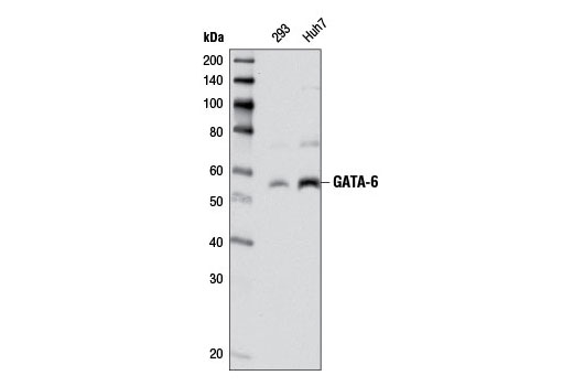 GATA-6 (D61E4) XP Rabbit mAb