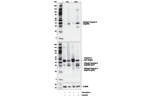 Cleaved Caspase-9 (Asp330) (E5Z7N) Rabbit mAb