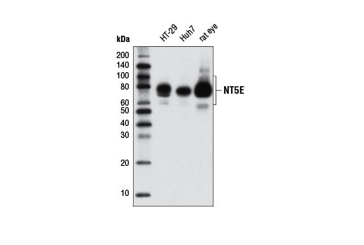 NT5E/CD73 (D7F9A) Rabbit mAb