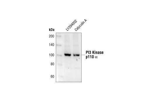 PI3 Kinase p110α Antibody