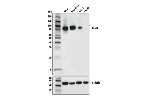 CD44 (E7K2Y) XP Rabbit mAb