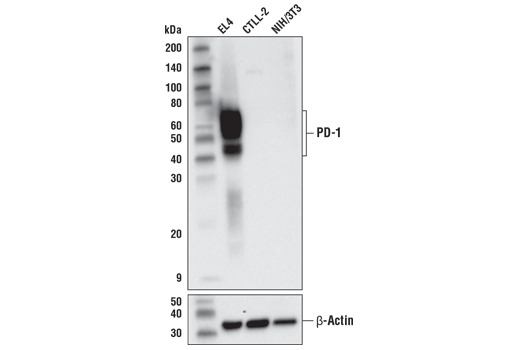 PD-1 (D7D5W) XP Rabbit mAb (Mouse Specific)