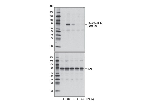 Phospho-IKKε (Ser172) (D1B7) Rabbit mAb