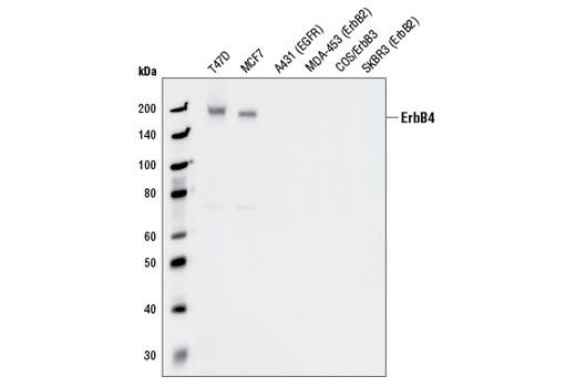 HER4/ErbB4 (111B2) Rabbit mAb