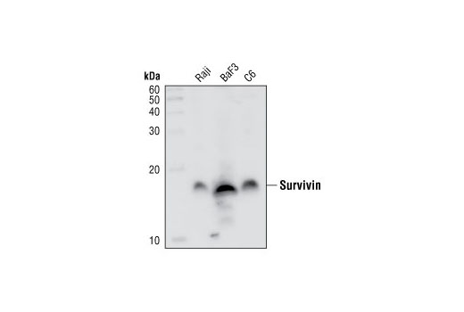 Survivin (71G4B7) Rabbit mAb