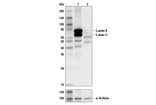 Lamin A/C (4C11) Mouse mAb