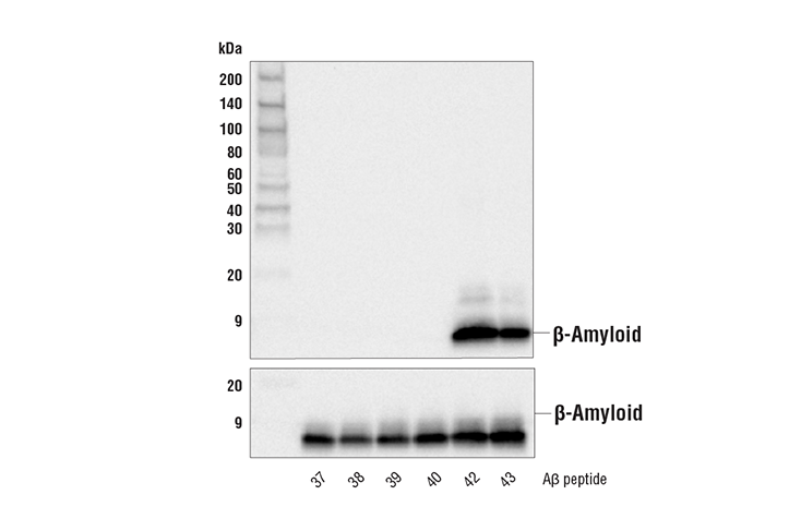 β-Amyloid (1-42 Preferred) (D9A3A) Rabbit mAb