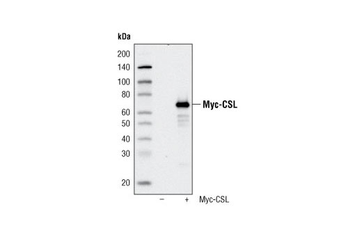 Myc-Tag (9B11) Mouse mAb (Magnetic Bead Conjugate)
