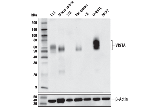 VISTA (D5L5T) XP Rabbit mAb