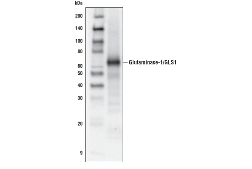 Glutaminase-1/GLS1 Antibody