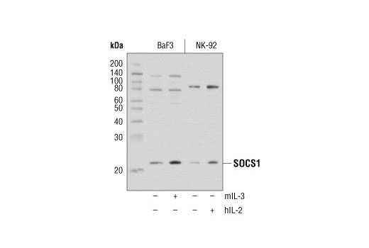 SOCS1 (A156) Antibody