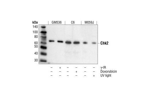 Chk2 Antibody