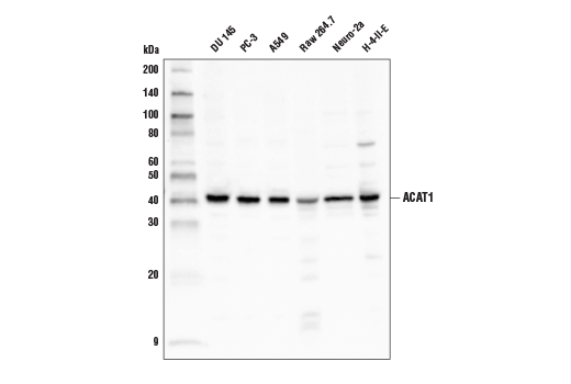ACAT1 Antibody
