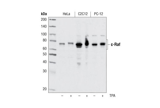 c-Raf Antibody