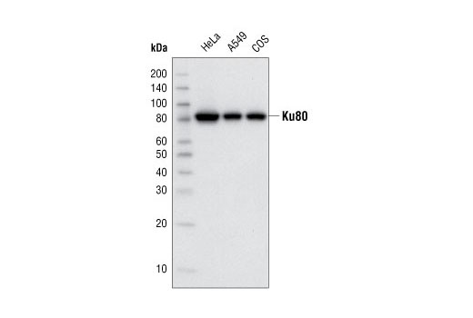 Ku80 (C48E7) Rabbit mAb