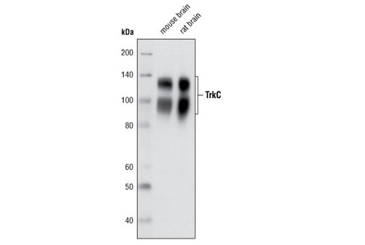 TrkC (C44H5) Rabbit mAb