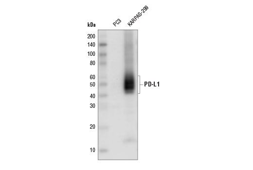 PD-L1 (E1L3N) XP Rabbit mAb (HRP Conjugate)